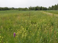 NL, Overijssel, Steenwijkerland, Weerribben 27, Saxifraga-Hans Dekker