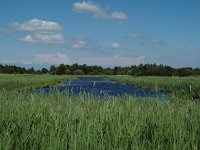 NL, Overijssel, Steenwijkerland, Weerribben 8, Saxifraga-Hans Dekker