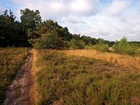 NL, Overijssel, Tubbergen, Manderheide 1, Saxifraga-Hans Dekker