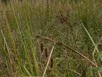 NL, Overijssel, Tubbergen, Ootmarsum 1, Saxifraga-Hans Boll