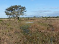 NL, Overijssel, Wierden, Wierdense Veld 2, Saxifraga-Mark Zekhuis