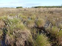 NL, Overijssel, Wierden, Wierdense Veld 3, Saxifraga-Mark Zekhuis