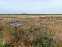 NL, Overijssel, Wierden, Wierdense Veld 6, Saxifraga-Mark Zekhuis