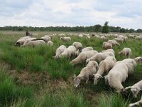 NL, Overijssel, Wierden, Wierdense Veld 9, Saxifraga-Mark Zekhuis