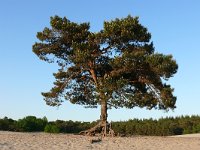 NL, Utrecht, Soest, Soesterduinen 3, Saxifraga-Tom Heijnen