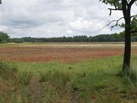 NL, Utrecht, Utrechtse Heuvelrug, Leersemseveld 2, Saxifraga-Tom Heijnen