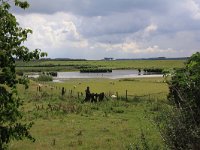 NL, Zeeland, Noord-Beveland, Inlaag Anna-Frisopolder 1, Saxifraga-Peter Meininger