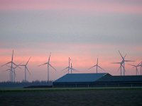 NL, Zeeland, Schouwen-Duiveland 1, Saxifraga-Tom Heijnen