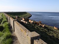 NL, Zeeland, Schouwen-Duiveland, Dreischor 1, Saxifraga-Peter Meininger