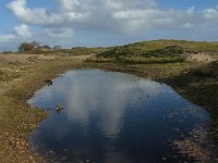 NL, Zeeland, Schouwen-Duiveland, Het Zeepe 11, Saxifraga-Jan van der Straaten