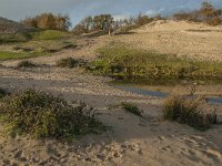 NL, Zeeland, Schouwen-Duiveland, Het Zeepe 24, Saxifraga-Jan van der Straaten