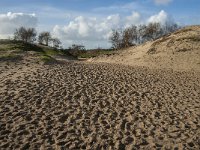 NL, Zeeland, Schouwen-Duiveland, Het Zeepe 3, Saxifraga-Jan van der Straaten