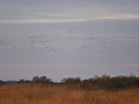 NL, Zeeland, Schouwen-Duiveland, Kwade Hoek 1, Saxifraga-Tom Heijnen