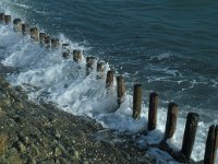 NL, Zeeland, Schouwen-Duiveland, Oosterschelde 1, Saxifraga-Jan van der Straaten