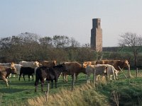 NL, Zeeland, Schouwen-Duiveland, Plompe Toren 2, Saxifraga-Jan van der Straaten