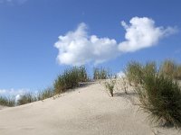 Sandy dunes with Beach grass on blue sky with fluffy white clouds  Sandy dunes with European marram grass (Ammophila arenaria) on blue sky with fluffy white clouds : Beach grass, Burgh-Haamstede, Holland, Netherlands, North Sea, Westenschouwen, Zeeland, blue sky, coast, dune, dunes, fluffy, grass, growth, sand, sandy, shore, summer, summertime, white cloud, white clouds, European Marram Grass, grasses