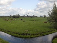 Dutch polder with cows; windmills of Unesco World Heritage SIte Kinderdijk in background  Dutch polder with cows; windmills of Unesco World Heritage SIte Kinderdijk in background : Kinderdijk, Netherlands, Holland, windmill, windmills, Unesco world heritage site, world heritage site, rural landscape, landscape, rural, nobody, no people, nature, natural, countryside, summer, summertime, fall, autumn, rural scene, non-urban scene, polder, grass, grassland, agriculture, agricultural, cow, cows, cattle, lifestock, trees, farmland, tree, ditch, water, Alblasserwaard, South Holland