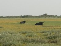 NL, Zuid-Holland, Dirksland, Slikken van Flakkee 1, Saxifraga-Hans Dekker