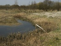 NL, Zuid-Holland, Dirksland, Slikken van Flakkee 11, Saxifraga-Jan van der Straaten