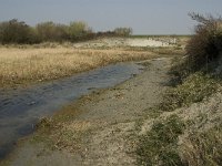 NL, Zuid-Holland, Dirksland, Slikken van Flakkee 13, Saxifraga-Jan van der Straaten