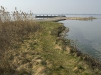 NL, Zuid-Holland, Dirksland, Slikken van Flakkee 16, Saxifraga-Jan van der Straaten