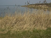 NL, Zuid-Holland, Dirksland, Slikken van Flakkee 17, Saxifraga-Jan van der Straaten