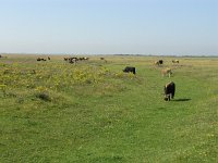 NL, Zuid-Holland, Dirksland, Slikken van Flakkee 2, Saxifraga-Hans Dekker