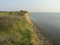 NL, Zuid-Holland, Dirksland, Slikken van Flakkee 4, Saxifraga-Hans Dekker