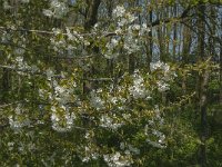 NL, Zuid-Holland, Dordrecht, De Elzen 2, Saxifraga-Marijke Verhagen