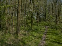 NL, Zuid-Holland, Dordrecht, De Elzen 4, Saxifraga-Marijke Verhagen