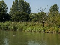 NL, Zuid-Holland, Dordrecht, Doode Kikvorschkil 24, Saxifraga-Marijke Verhagen