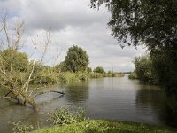 Kreek bij Natuurpad  Creek in the Biesbosch National Park, Netherlands : Biesbosch National Park, Dordrecht, Dutch, Europe European, Holland, Netherlands, color, colour, creek, dead tree, horizontal, marsh wetland, nature natural, nature reserve, reed, rural landscape, summer, tree, water