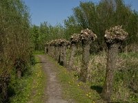 NL, Zuid-Holland, Dordrecht, Oosthaven 12, Saxifraga-Jan van der Straaten