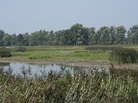 NL, Zuid-Holland, Dordrecht, Polder Kort- en Lang Ambacht 1, Saxifraga-Willem van Kruijsbergen