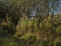 NL, Zuid-Holland, Dordrecht, Tongplaat 2, Saxifraga-Marijke Verhagen