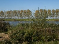 NL, Zuid-Holland, Dordrecht, Tongplaat 20, Saxifraga-Jan van der Straaten