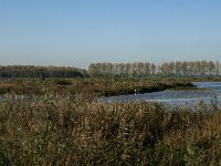 NL, Zuid-Holland, Dordrecht, Tongplaat 33, Saxifraga-Jan van der Straaten