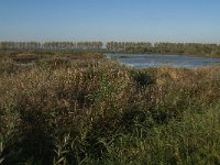 NL, Zuid-Holland, Dordrecht, Tongplaat 38, Saxifraga-Jan van der Straaten