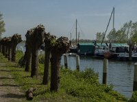 NL, Zuid-Holland, Dordrecht, Zuidhaven 1, Saxifraga-Marijke Verhagen