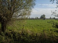 NL, Zuid-Holland, Dordrecht, Zuidplaatje 13, Saxifraga-Jan van der Straaten