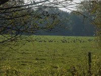 NL, Zuid-Holland, Dordrecht, Zuidplaatje 2, Saxifraga-Marijke Verhagen