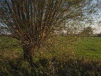 NL, Zuid-Holland, Dordrecht, Zuidplaatje 30, Saxifraga-Jan van der Straaten