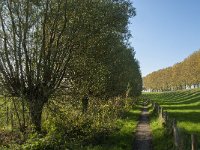 NL, Zuid-Holland, Dordrecht, Zuidplaatje 9, Saxifraga-Jan van der Straaten