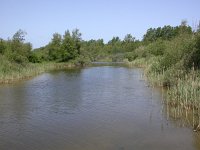 NL, Zuid-Holland, Goeree-Overflakkee, Kabbelaarsbank 1, Saxifraga-Peter Meininger