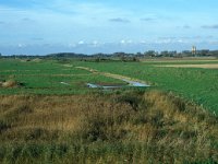 NL, Zuid-Holland, Goeree-Overflakkee, Koudenhoek 2, Saxifraga-Jan van der Straaten