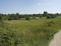 NL, Zuid-Holland, Goeree-Overflakkee, Kwade Hoek 10, Saxifraga-Willem van Kruijsbergen