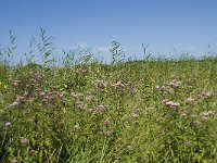 NL, Zuid-Holland, Goeree-Overflakkee, Kwade Hoek 12, Saxifraga-Willem van Kruijsbergen