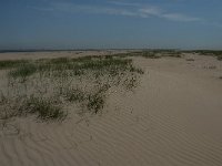 NL, Zuid-Holland, Goeree-Overflakkee, Kwade Hoek 14, Saxifraga-Jan van der Straaten