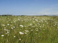 NL, Zuid-Holland, Goeree-Overflakkee, Kwade Hoek 14, Saxifraga-Willem van Kruijsbergen