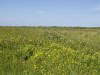 NL, Zuid-Holland, Goeree-Overflakkee, Kwade Hoek 15, Saxifraga-Willem van Kruijsbergen